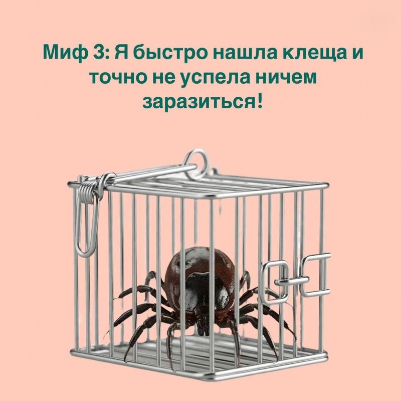Клещи не спят: как защитить себя и детей Клещи не спят: как защитить себя и детей