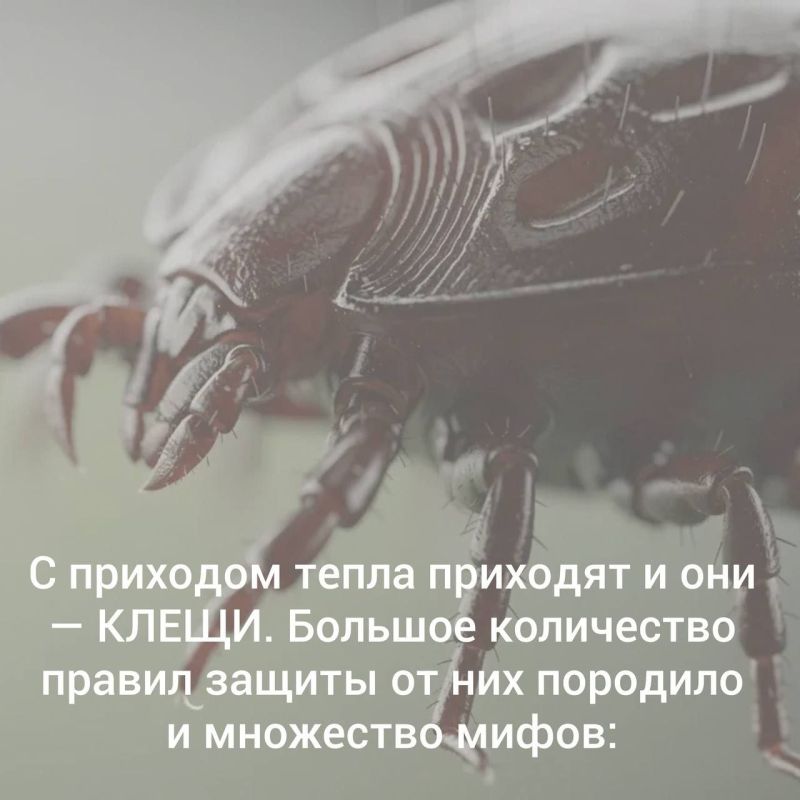 Клещи не спят: как защитить себя и детей