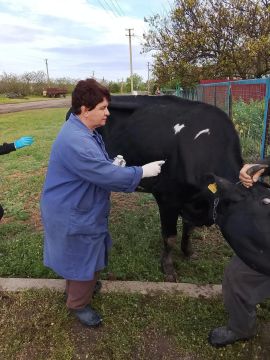 В ПРИАЗОВСКОМ РАЙОНЕ ПРОДОЛЖАЕТСЯ ВАКЦИНАЦИЯ ЖИВОТНЫХ ПРОТИВ СИБИРСКОЙ ЯЗВЫ