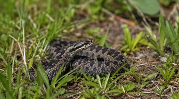 ��������� �� ������: ���� ���������, ��� ������ ��� ����� ����