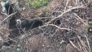 �� ���������� ����������� � �������� ����� ������ �������