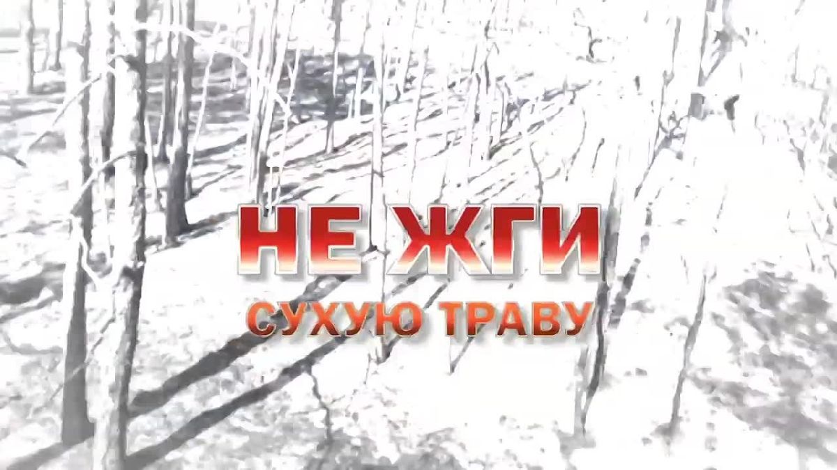 Лес — наше общее богатство