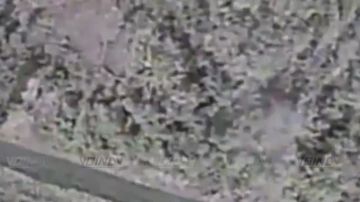 Операторы БпЛА 14 отдельной гвардейской бригады спецназа группировки войск "Восток" разбирают лесополосу на Запорожском направлении, в которой укрылся противник