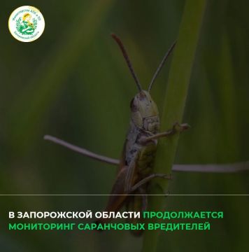 Крупных очагов распространения саранчи в Запорожской области не выявлено