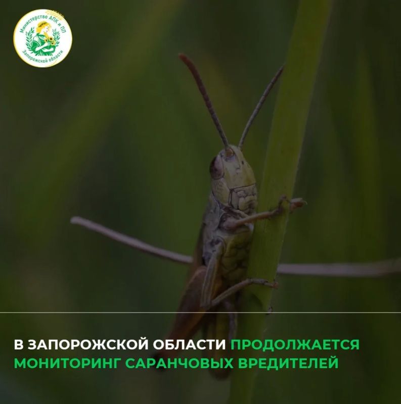 Крупных очагов распространения саранчи в Запорожской области не выявлено
