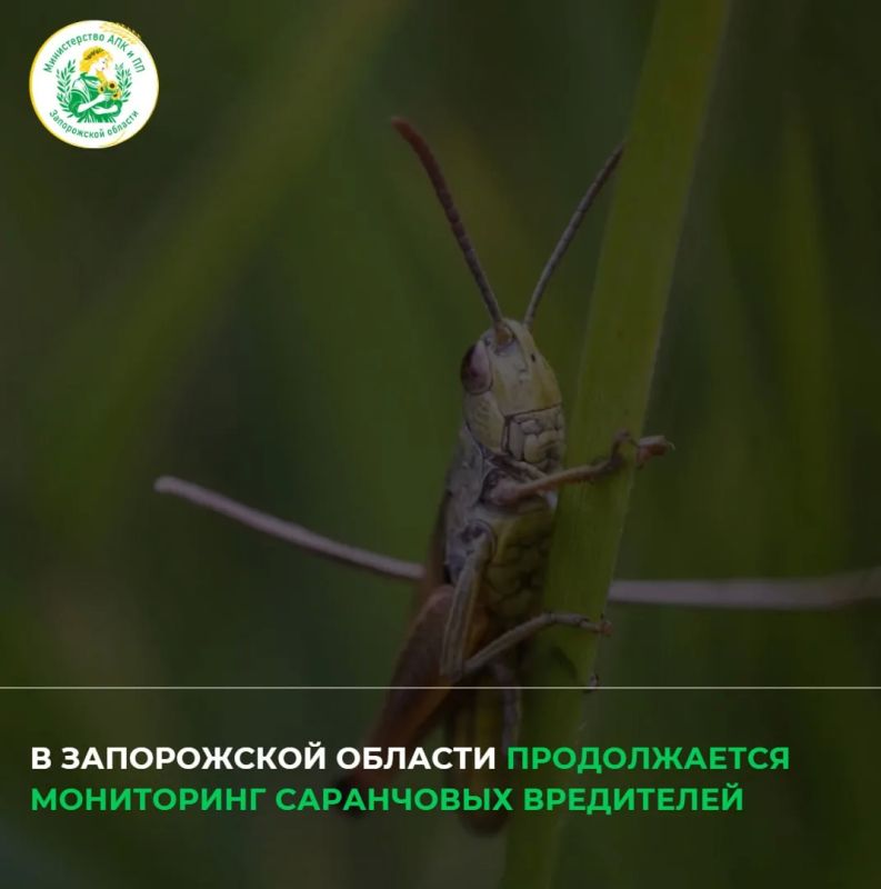 В Запорожской области продолжают мониторинг саранчовых вредителей