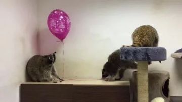 ������ ����, ������! �������� ��� ��� � ��������� ����������!