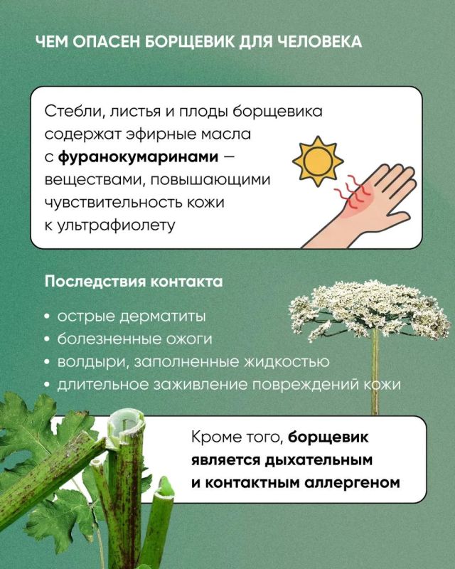 Россельхознадзор напоминает о необходимости своевременного принятия мер по борьбе с борщевиком Сосновского в период начала активной вегетации Россельхознадзор напоминает о необходимости своевременного принятия мер по борьбе с борщевиком Сосновского в период начала активной вегетации