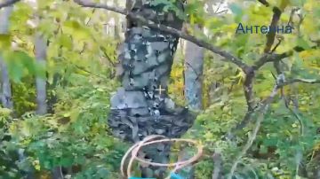 Операторы БпЛА 35 гвардейского полка РХБЗ 35 армии группировки войск «Восток» продолжают уничтожать систему управления дронами противника на Запорожском направлении