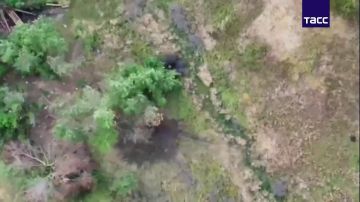 FPV-дроны "Востока" уничтожили группы усиления ВСУ в Запорожской области, сообщили в МО РФ