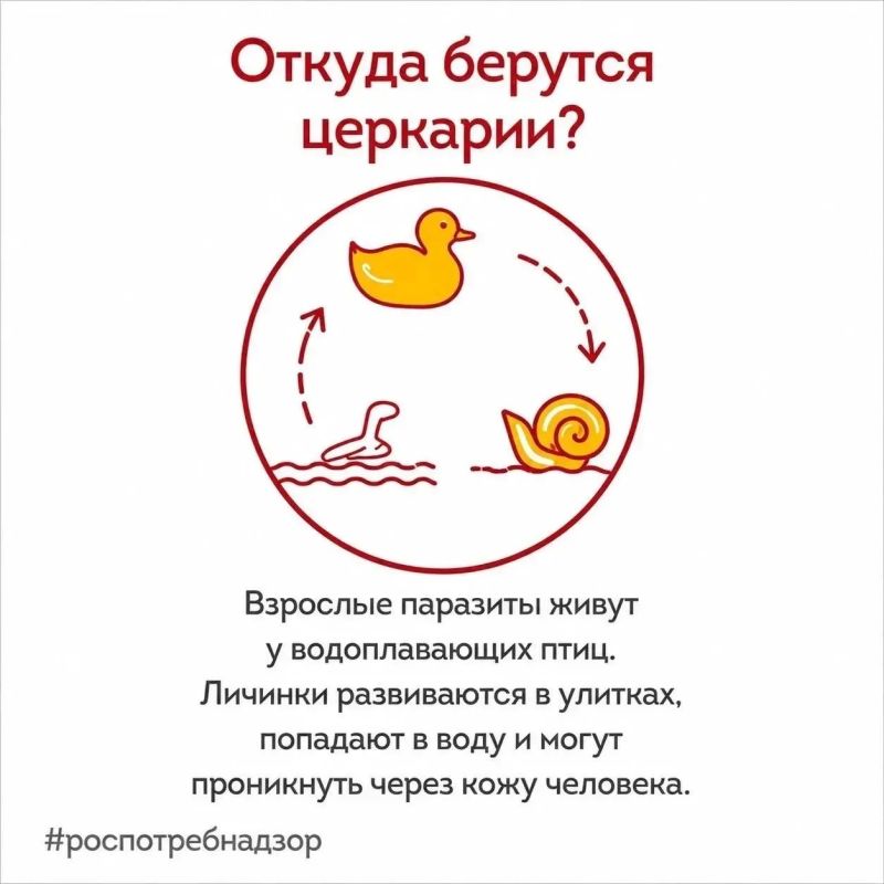 Безопасное купание: Роспотребнадзор информирует о мерах профилактики церкариального дерматита Безопасное купание: Роспотребнадзор информирует о мерах профилактики церкариального дерматита