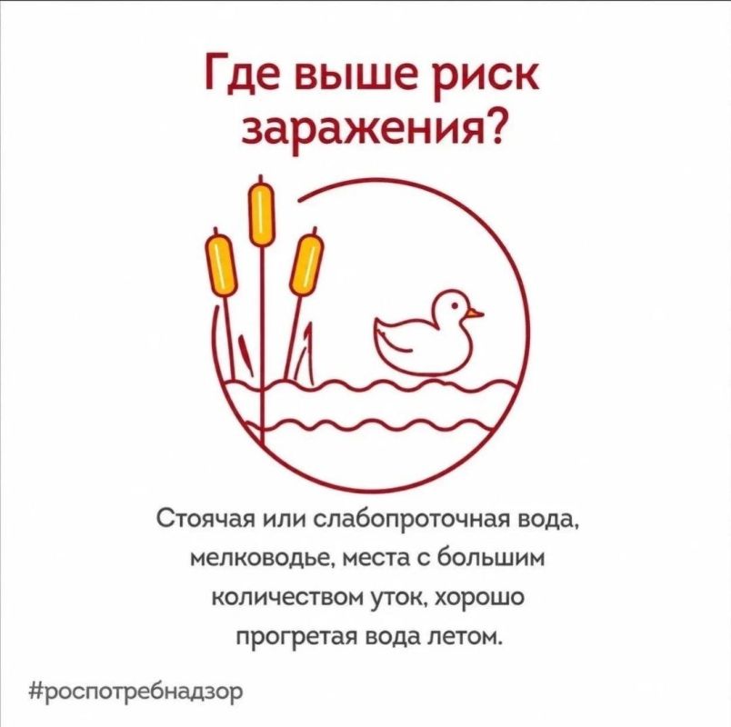 Безопасное купание: Роспотребнадзор информирует о мерах профилактики церкариального дерматита Безопасное купание: Роспотребнадзор информирует о мерах профилактики церкариального дерматита