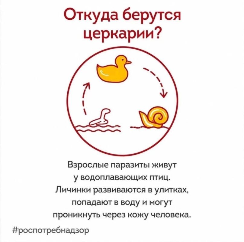 Безопасное купание: Роспотребнадзор информирует о мерах профилактики церкариального дерматита Безопасное купание: Роспотребнадзор информирует о мерах профилактики церкариального дерматита