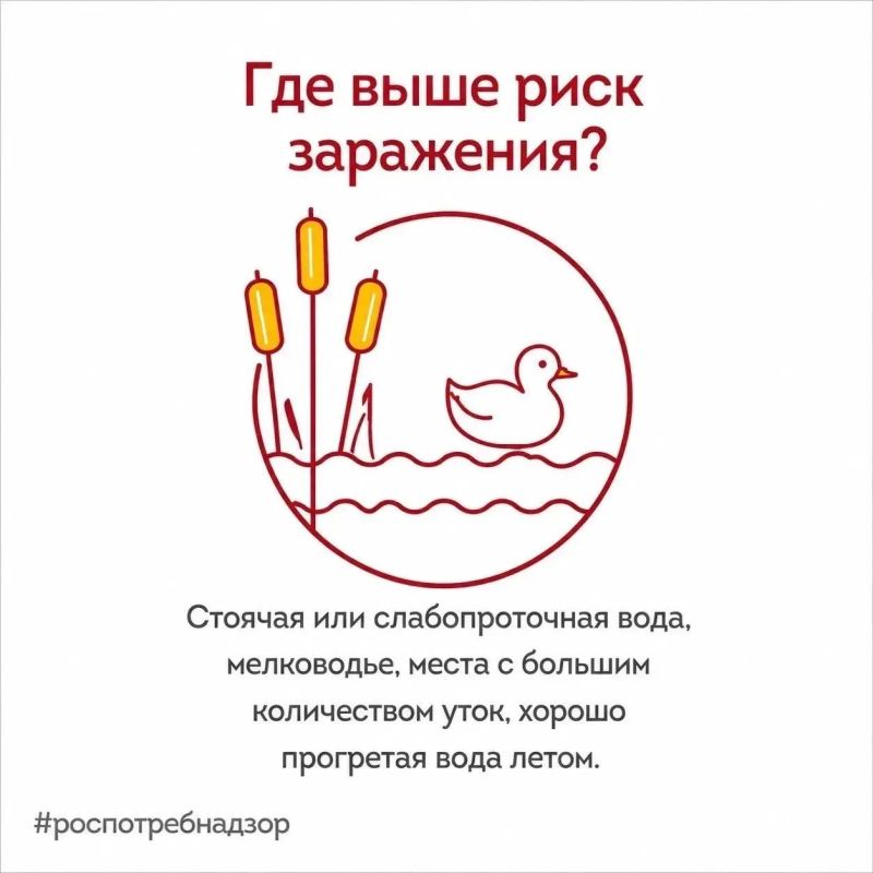 Безопасное купание: Роспотребнадзор информирует о мерах профилактики церкариального дерматита Безопасное купание: Роспотребнадзор информирует о мерах профилактики церкариального дерматита