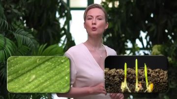 Высокоравнинный вирус мозаики пшеницы: симптомы, распространение и меры защиты