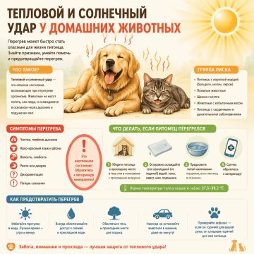 Осторожно, жара! Тепловой и солнечный удар у домашних животных – смертельная опасность!