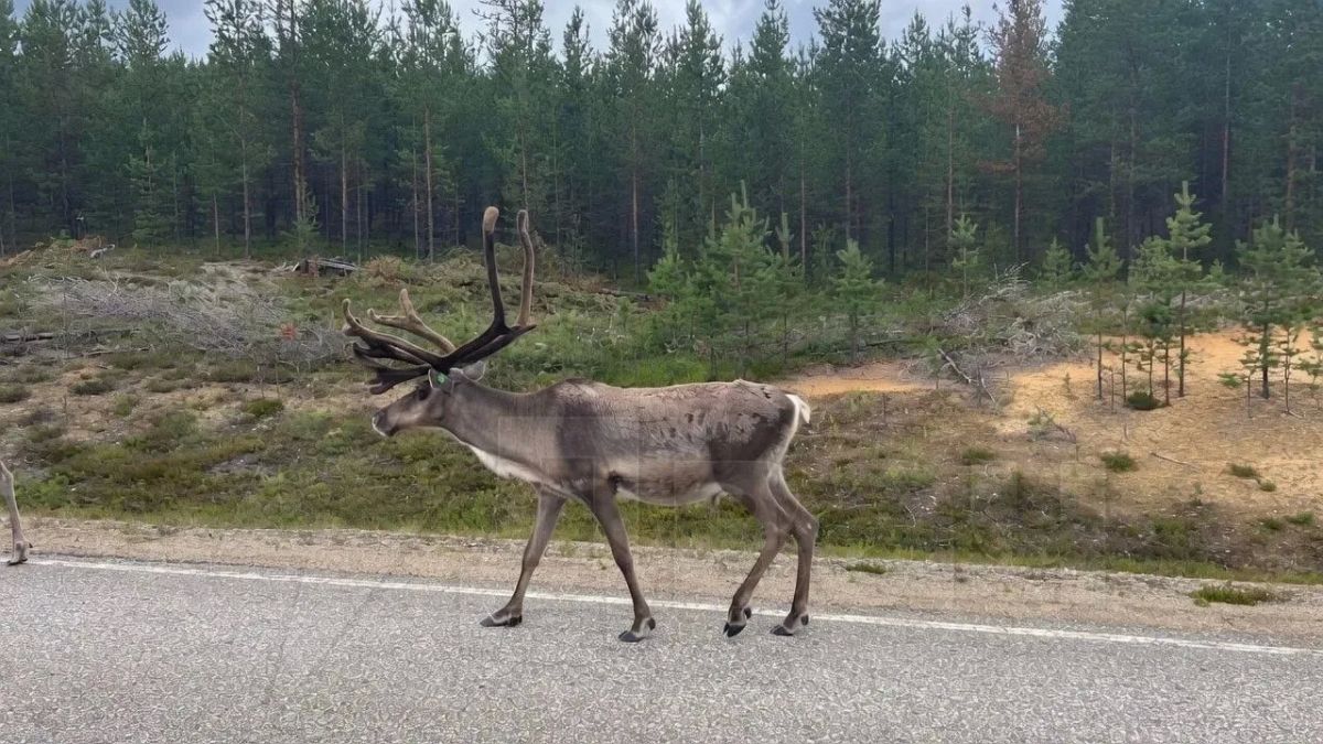 30 норвежских оленей сбежали из страны и эмигрировали в Россию через дырку в пограничном заборе 30 норвежских оленей сбежали из страны и эмигрировали в Россию через дырку в пограничном заборе