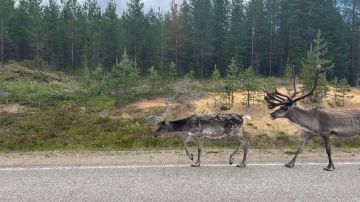 30 норвежских оленей сбежали из страны и эмигрировали в Россию через дырку в пограничном заборе