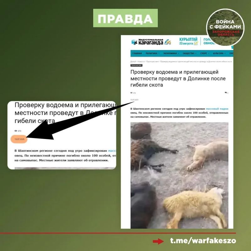 Фейк о падеже скота в Пологовском муниципальном округе распространяют в Сети Фейк о падеже скота в Пологовском муниципальном округе распространяют в Сети