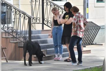 В Мелитополе бездомная собака покусала подростка