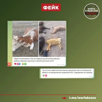 Фейк: В Пологовском муниципальном округе зафиксированы случаи падежа скота