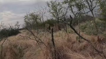 ��������� ������� �������. ����� ������ ����������� �� ���������� �����������