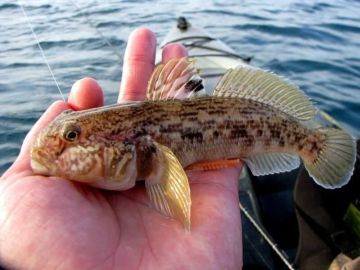 В Азовском море разрешили ловить бычка