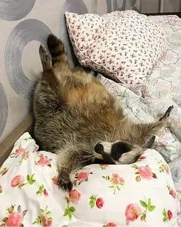 Доброй ночи, дорогие подписчики! Доброй ночи, Запорожье!