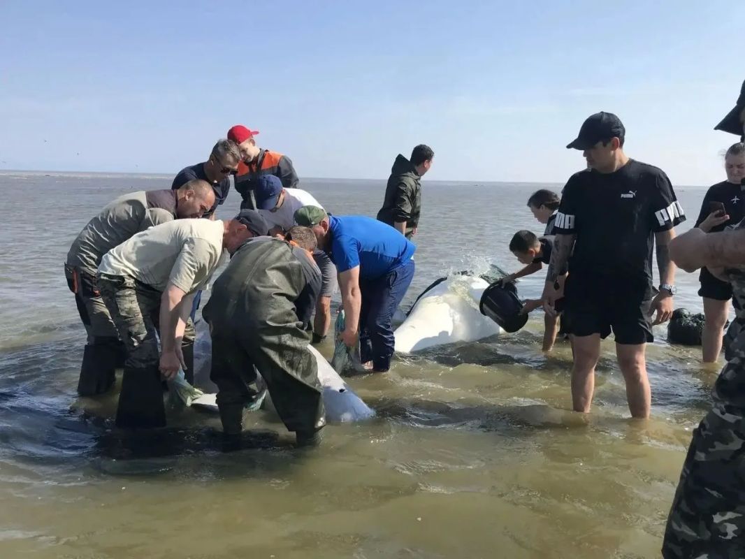 Группу белух спасли в Хабаровском крае Группу белух спасли в Хабаровском крае