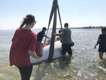 Группу белух спасли в Хабаровском крае