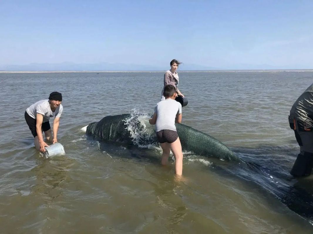 Группу белух спасли в Хабаровском крае Группу белух спасли в Хабаровском крае