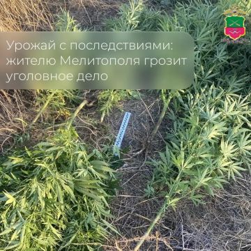 Мелитополец выращивал каннабис
