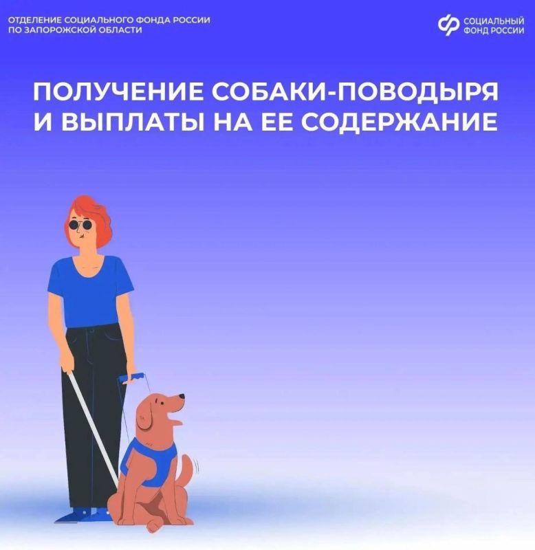 Как получить собаку-поводыря для людей с инвалидностью по зрению