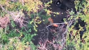 ��������� ���� 5 ��������� �������� ������� 36 ����� ����������� ����� "������" ������� � ���������� ����� ���� ���������� �� ����������� �����������