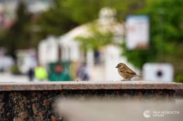 Погода на новых территориях России