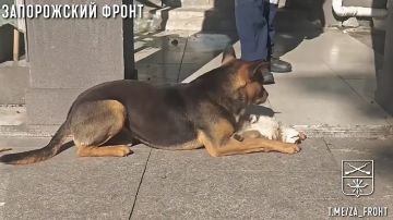 ���� ������� ���� � ������������ �����������