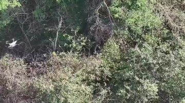 Операторы БпЛА 55 гвардейской дивизии морской пехоты в составе группировки войск "Восток" выявили и уничтожили живую силу противника на Запорожском направлении
