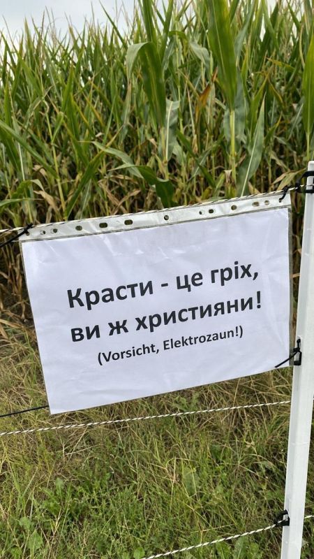 В Германии огромная волна краж овощей с ферм