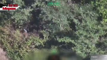 Дроноводы 29 армии нанесли удары по живой силе ВСУ в Запорожской области