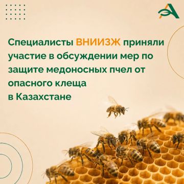 Специалисты ВНИИЗЖ обсудили в Казахстане меры борьбы с опасным клещом медоносных пчел