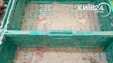 Всю картошку съели в Киеве