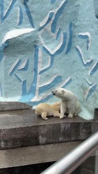Медвежонок Умка из Новосибирска знает, как себя занять