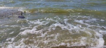 В Азовском море почти вдвое сократилось число видов рыб
