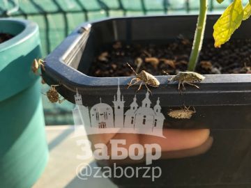 На Запорожье в этом году напали клопы-вонючки