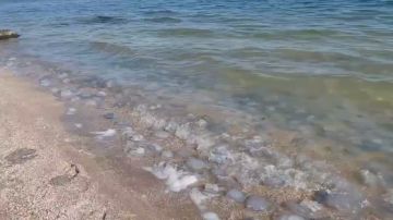 Берег Азовского моря буквально усыпан медузами — прозрачные купола устилают песок и колышутся в воде