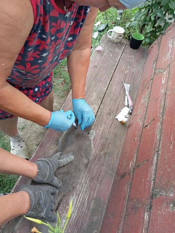 Забота о четвероногих друзьях: в Михайловском районе привили более 300 питомцев Забота о четвероногих друзьях: в Михайловском районе привили более 300 питомцев