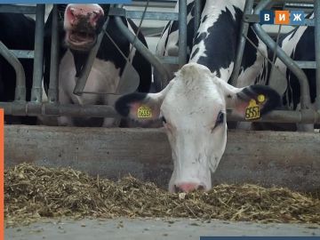 Кормовую добавку для повышения надоев запретили ввозить и продавать в России