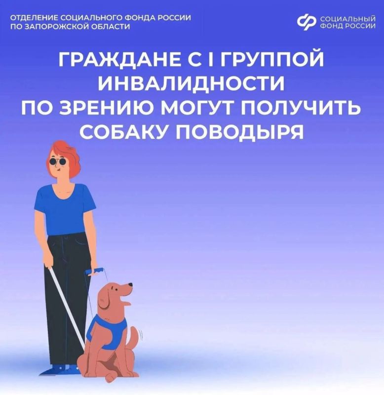Как получить собаку-поводыря