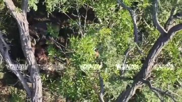 Гвардейцы 14 отдельной бригады спецназа группировки войск "Восток" выявили и уничтожили живую силу ВСУ на Запорожском направлении