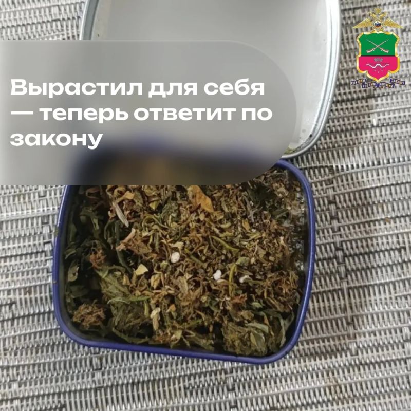 Вырастил для себя — теперь ответит по закону